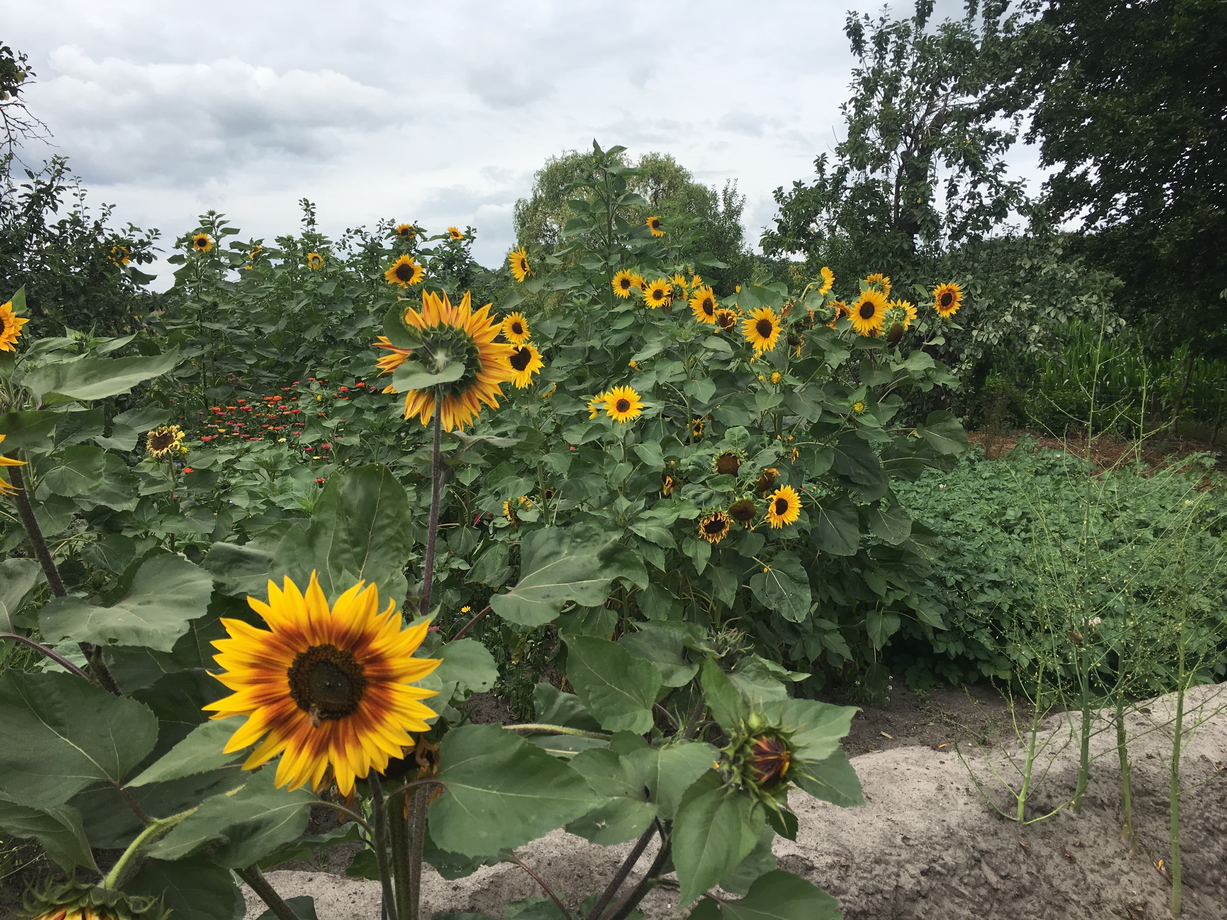 Hike in Brabant 6 of 11