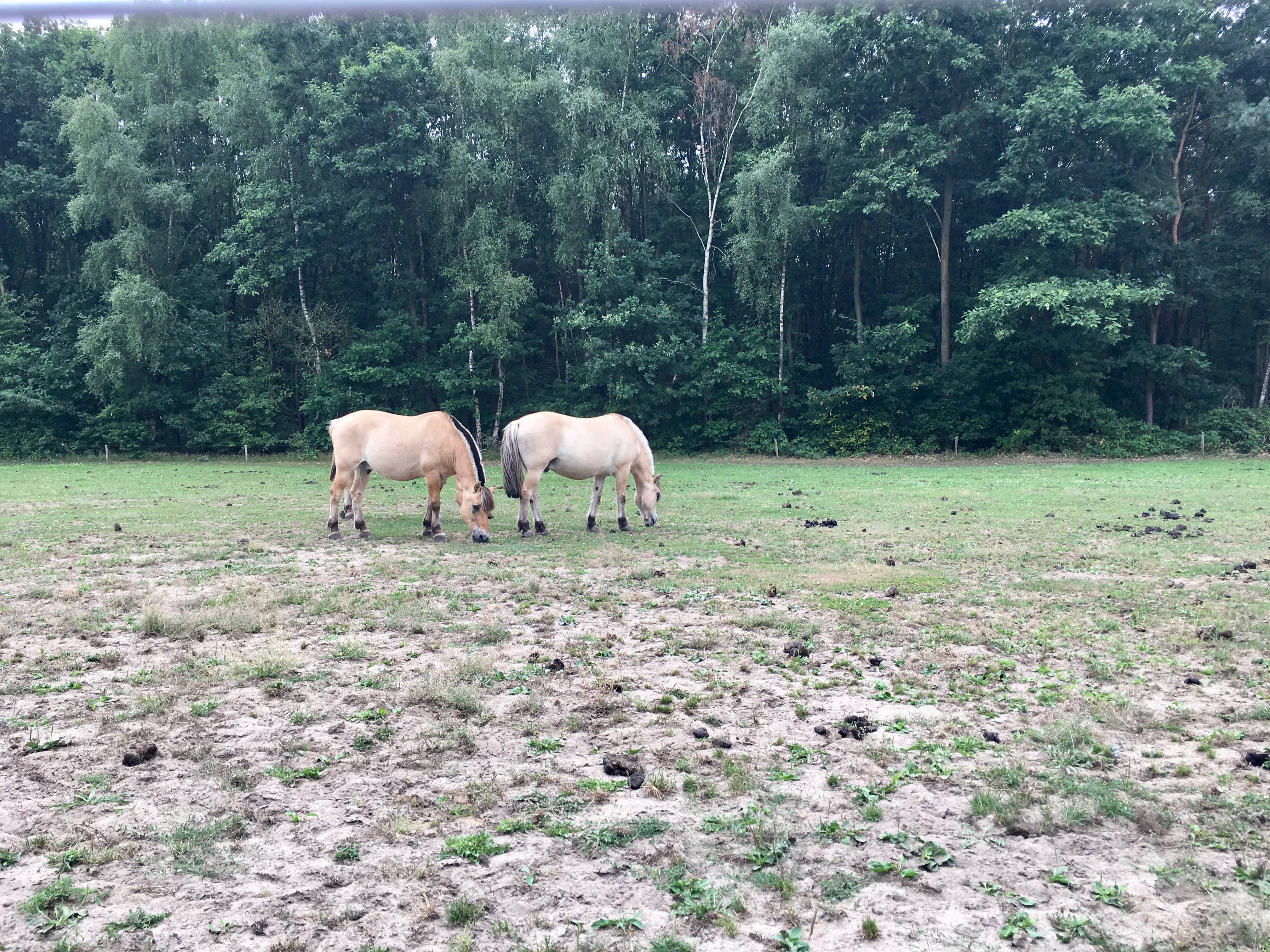 Hike in Brabant 7 of 11